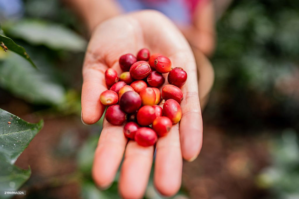 {"type":"root","children":[{"type":"heading","children":[{"type":"text","value":"Selección"}],"level":2},{"type":"heading","level":2,"children":[{"type":"text","value":"especial"}]}]}